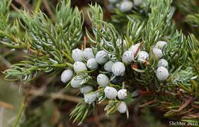 Attēlu rezultāti vaicājumam “Juniperus communis”