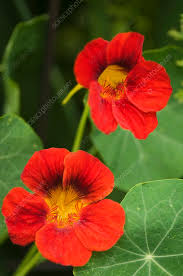 Attēlu rezultāti vaicājumam “Tropaeolum majus”