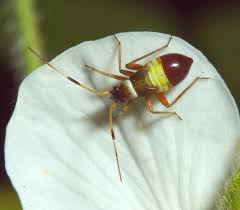 Attēlu rezultāti vaicājumam “Closterotomus biclavatus nymph”