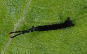 Attēlu rezultāti vaicājumam “Cerura vinula larva”