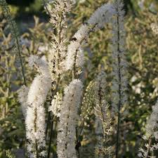 Image result for Silberkerze