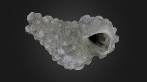 Attēlu rezultāti vaicājumam “Bryozoa”