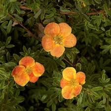 Attēlu rezultāti vaicājumam “Pentaphylloides fruticosa flower”