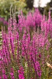 Image result for Blutweiderich