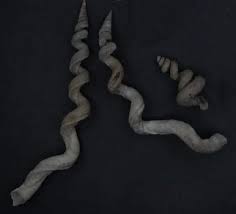 Attēlu rezultāti vaicājumam “Gulielmina vermicularis”