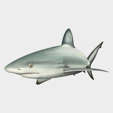 Image result for Carcharhinus perezii
