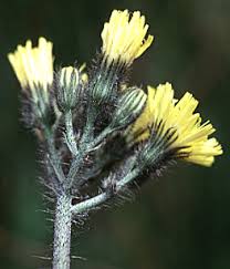 Attēlu rezultāti vaicājumam “Hieracium vulgatum”