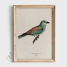 Attēlu rezultāti vaicājumam “Coracias garrulus adult”