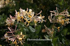Attēlu rezultāti vaicājumam “Caprifoliaceae”