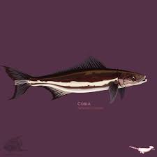 Image result for Rachycentron canadum