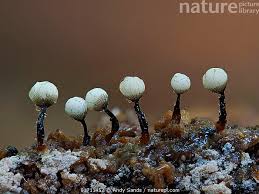 Attēlu rezultāti vaicājumam “Cribraria rubiginosa spores”