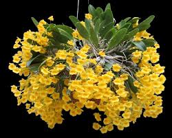 Attēlu rezultāti vaicājumam “Didymium aggregatum”