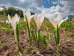 Attēlu rezultāti vaicājumam “Crocus vernus subsp. vernus flower”