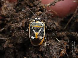 Attēlu rezultāti vaicājumam “Eurydema dominulus imago”