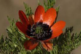 Image result for Adonis aestivalis