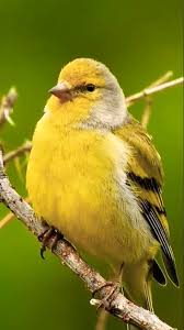 Image result for Carduelis citrinella