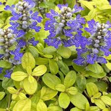 Image result for Ajuga reptans