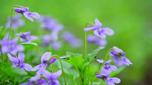 Attēlu rezultāti vaicājumam “Viola uliginosa”