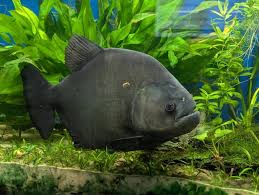 Image result for Prestatyn Piranhas