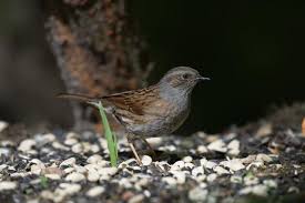 Attēlu rezultāti vaicājumam “Prunella modularis”