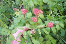 Attēlu rezultāti vaicājumam “Poterium sanguisorba”