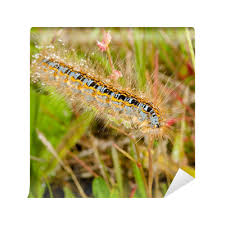 Attēlu rezultāti vaicājumam “Malacosoma castrensis”