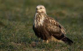Attēlu rezultāti vaicājumam “Buteo lagopus”