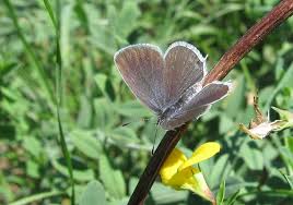 Attēlu rezultāti vaicājumam “Everes argiades female”