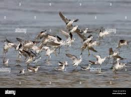 Attēlu rezultāti vaicājumam “Tringa stagnatilis adult”