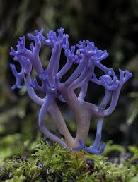 Attēlu rezultāti vaicājumam “Clavaria zollingeri”
