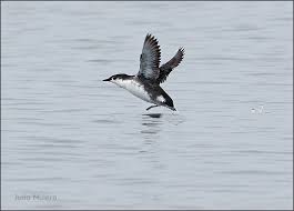 Image result for Synthliboramphus antiquus