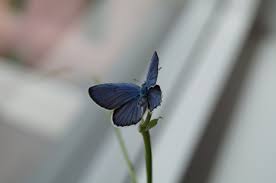 Attēlu rezultāti vaicājumam “Vacciniina optilete male”