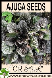 Attēlu rezultāti vaicājumam “Ajuga genevensis”