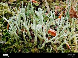 Attēlu rezultāti vaicājumam “Cladonia squamosa”