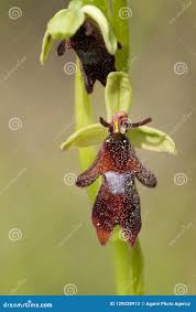 Attēlu rezultāti vaicājumam “Ophrys insectifera leaf”