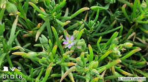 Attēlu rezultāti vaicājumam “Spergularia marina”