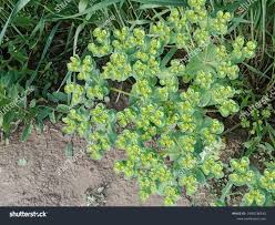 Attēlu rezultāti vaicājumam “Euphorbia helioscopia leaf”