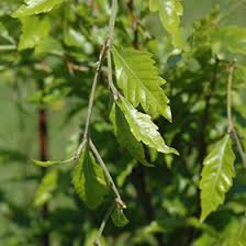 Attēlu rezultāti vaicājumam “Fagus sylvatica”