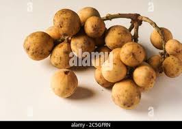 Image result for Lansongammon