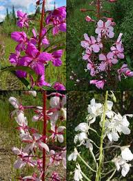 Attēlu rezultāti vaicājumam “Epilobium angustifolium fruit”