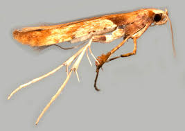 Attēlu rezultāti vaicājumam “Caloptilia hemidactylella”