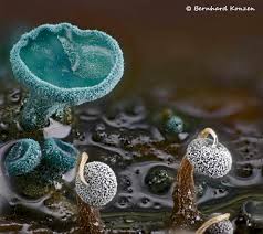 Attēlu rezultāti vaicājumam “Heterotrichia oerstedii (syn. Arcyria oerstedii) spores”