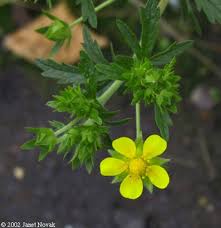 Attēlu rezultāti vaicājumam “Potentilla arenaria bud”