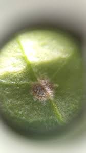 Attēlu rezultāti vaicājumam “Milesina murariae”