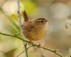 Attēlu rezultāti vaicājumam “Troglodytes troglodytes”