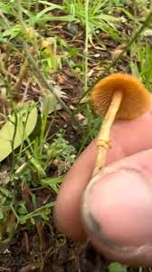 Attēlu rezultāti vaicājumam “Mycena acicula”