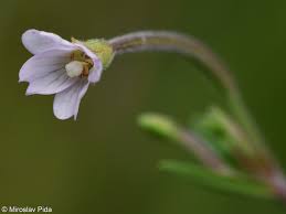 Attēlu rezultāti vaicājumam “Epilobium palustre”