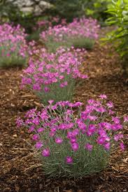 Image result for Dianthus