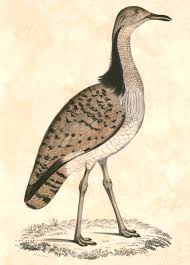 Image result for Chlamydotis macqueenii