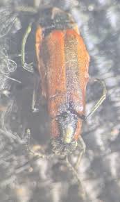 Attēlu rezultāti vaicājumam “Anthocomus rufus”